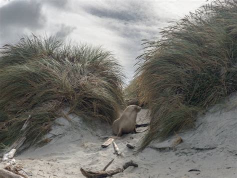 thesandfly|Fascinating Beachlife: Beach Amateur Porn by The Sandfly